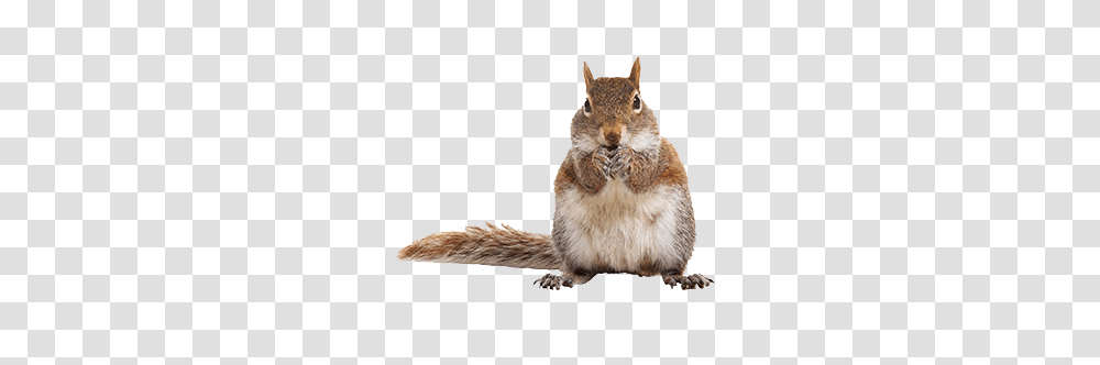 Squirrel, Animals, Rodent, Mammal, Cat Transparent Png