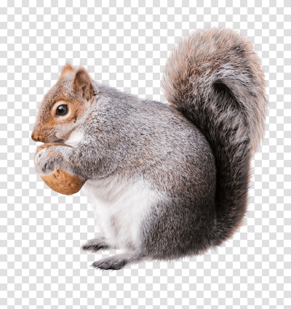 Squirrel, Animals, Rodent, Mammal, Eating Transparent Png