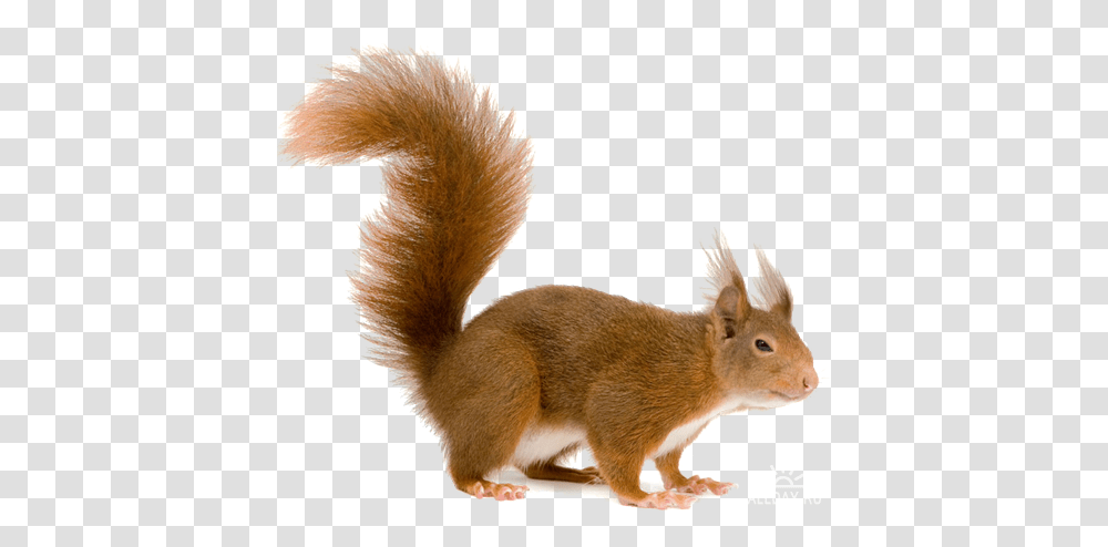 Squirrel, Animals, Rodent, Mammal, Label Transparent Png