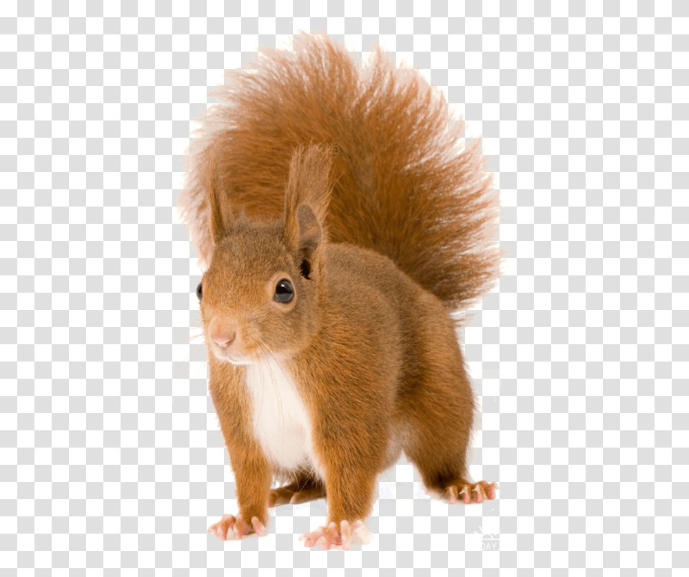 Squirrel, Animals, Rodent, Mammal, Rat Transparent Png