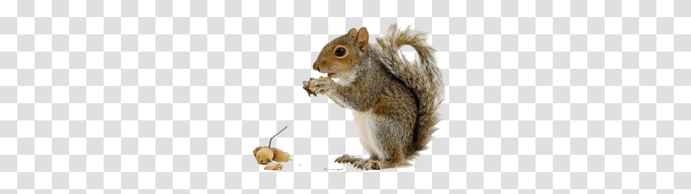 Squirrel, Animals, Rodent, Mammal, Rat Transparent Png