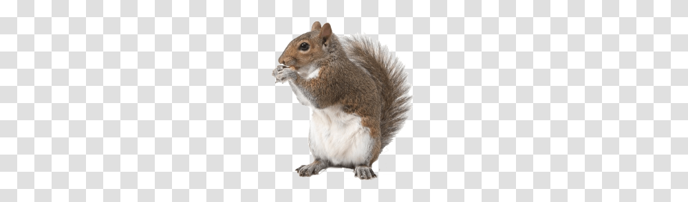 Squirrel, Animals, Rodent, Mammal, Rat Transparent Png