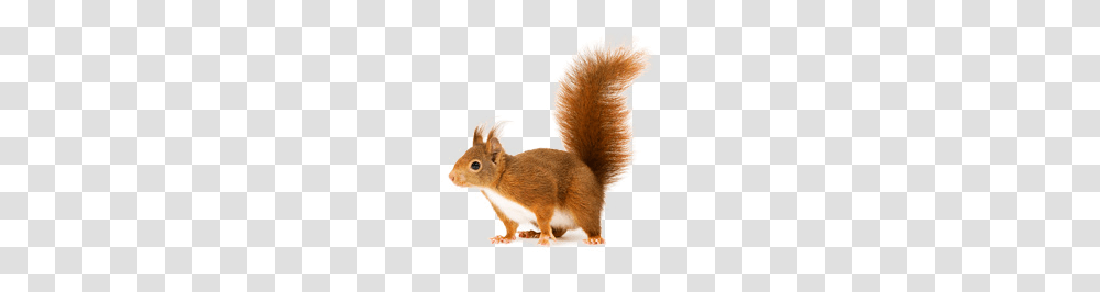 Squirrel, Animals, Rodent, Mammal, Rat Transparent Png