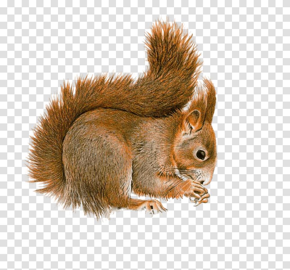 Squirrel, Animals, Rodent, Mammal Transparent Png