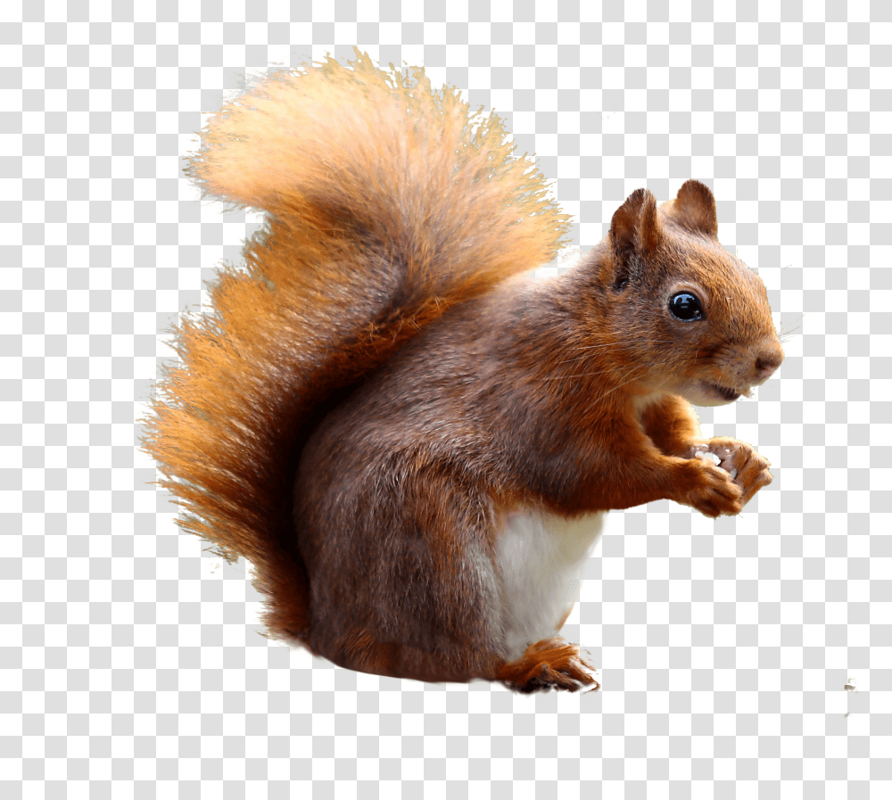 Squirrel, Animals Transparent Png