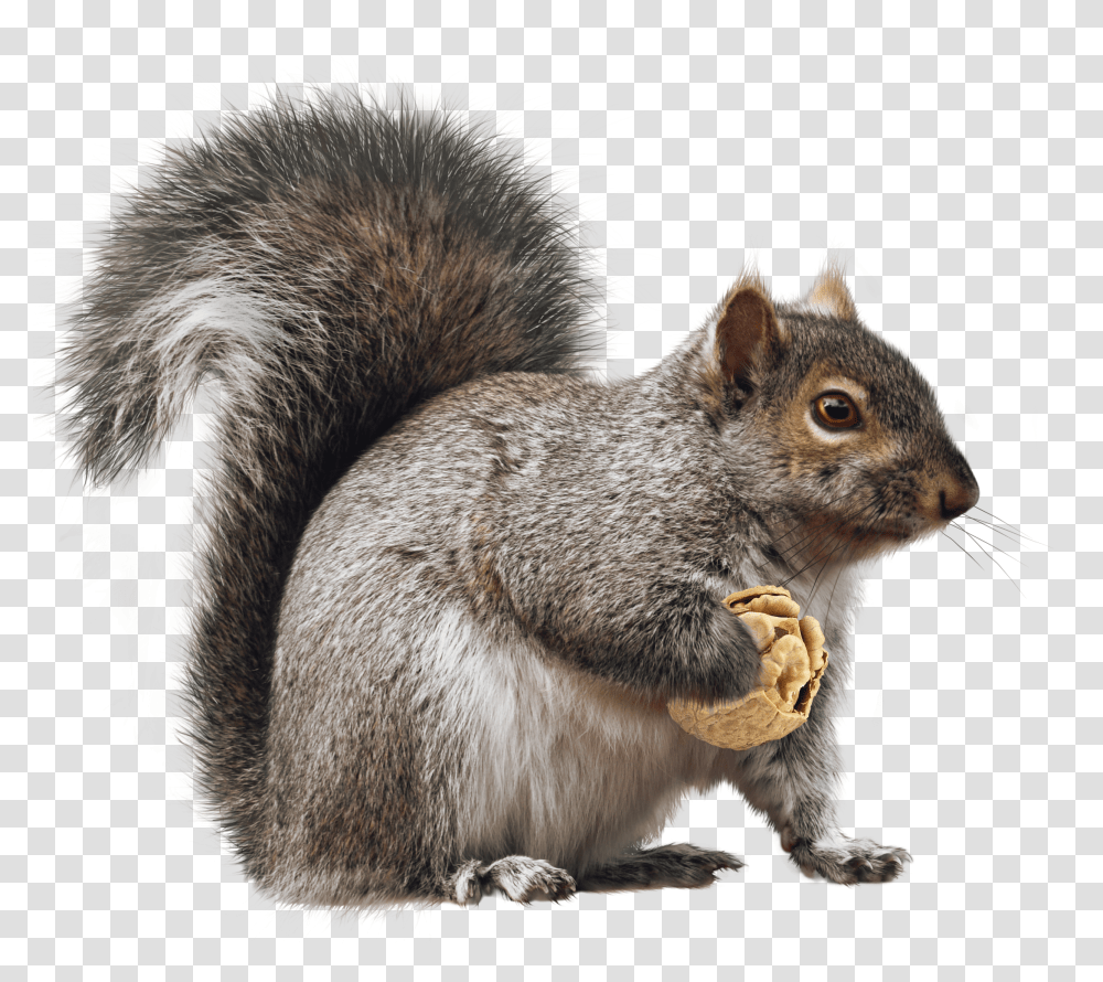 Squirrel, Animals Transparent Png