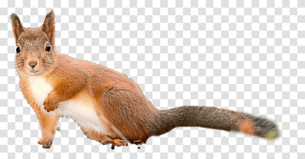 Squirrel Background Eurasian Red Squirrel, Animal, Mammal, Bird, Rodent Transparent Png