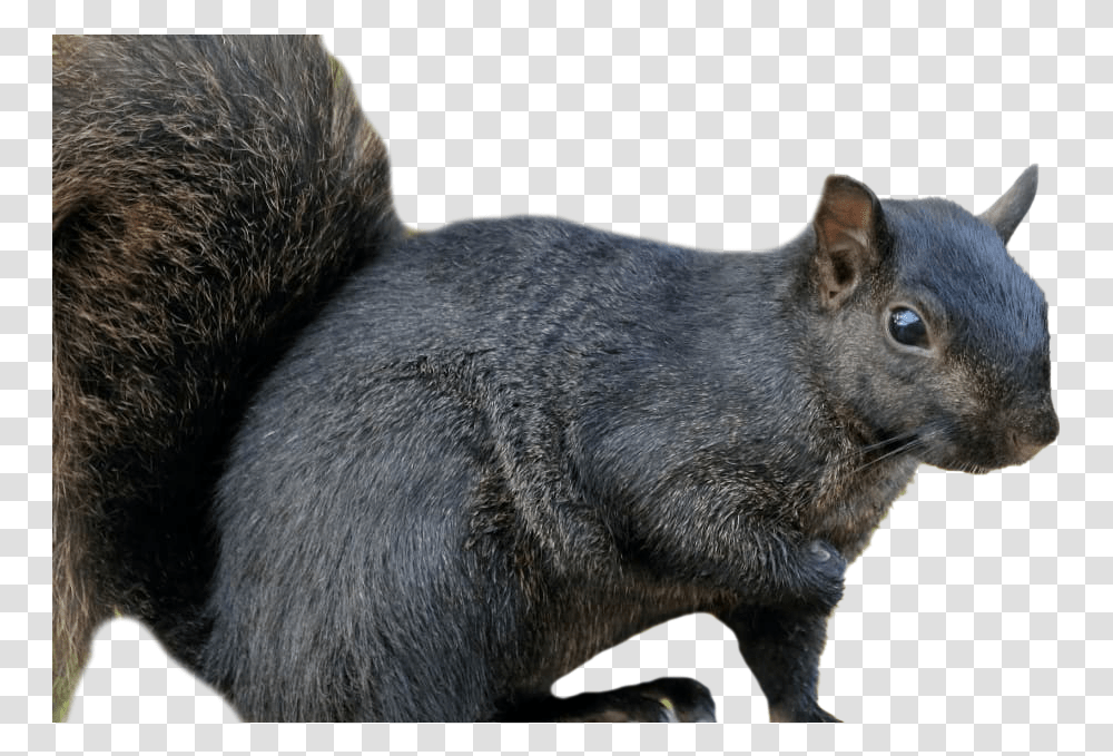Squirrel Background Image Black Squirrel, Rodent, Mammal, Animal, Bear Transparent Png