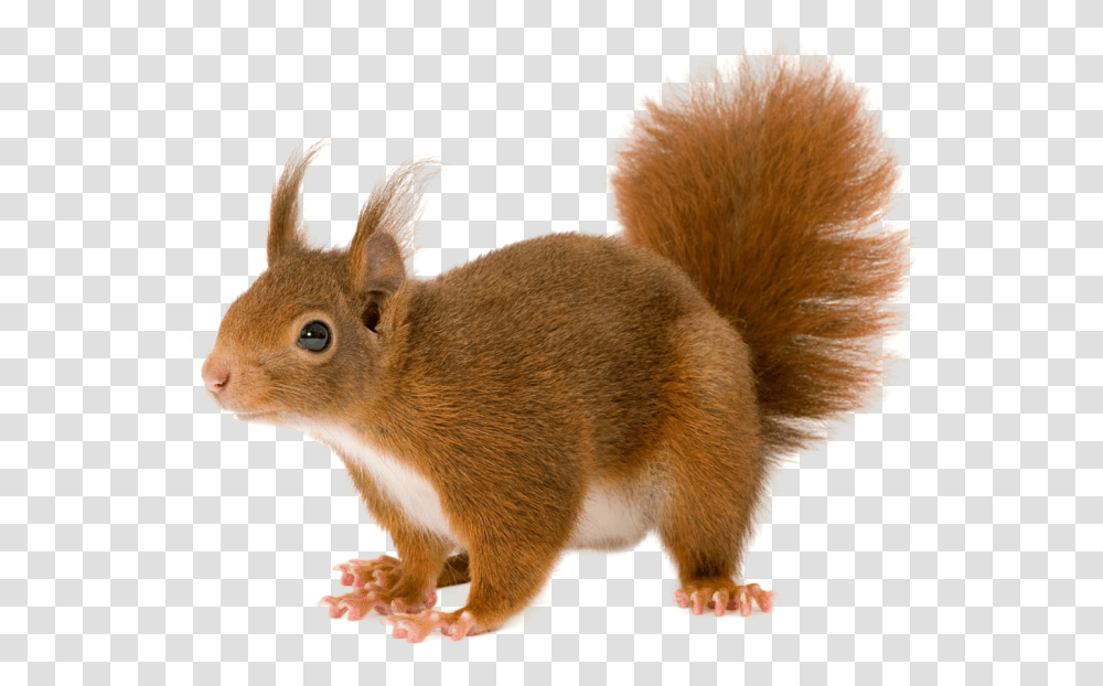 Squirrel Background Squirrel Background, Rodent, Mammal, Animal, Rat Transparent Png