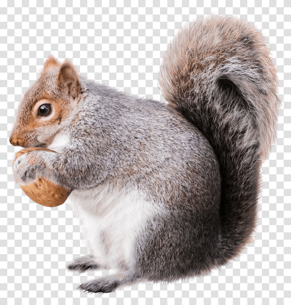 Squirrel Christmas Decoration Rodent Squirrel, Mammal, Animal, Eating, Food Transparent Png