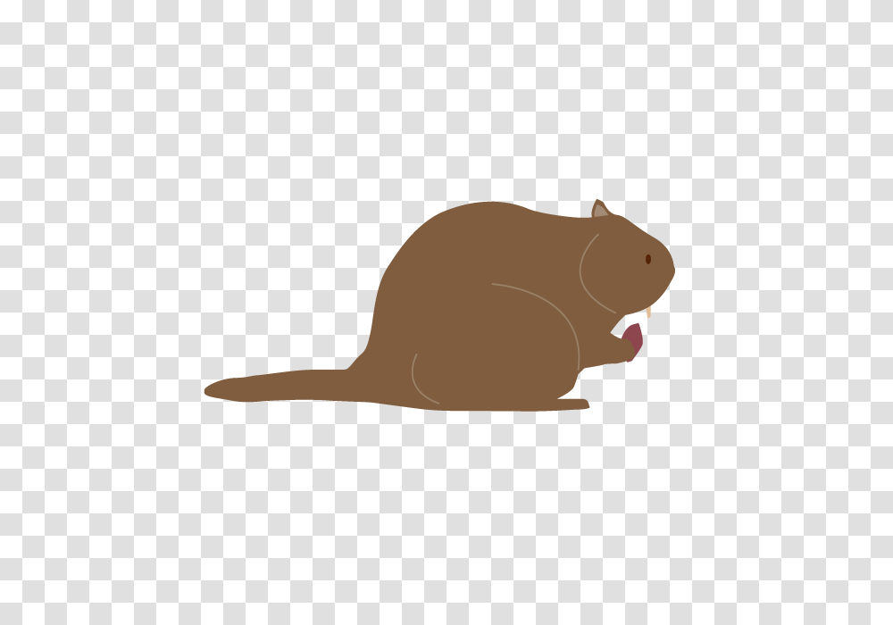 Squirrel Clip Art Material Free Illustration Image, Mammal, Animal, Rodent, Beaver Transparent Png