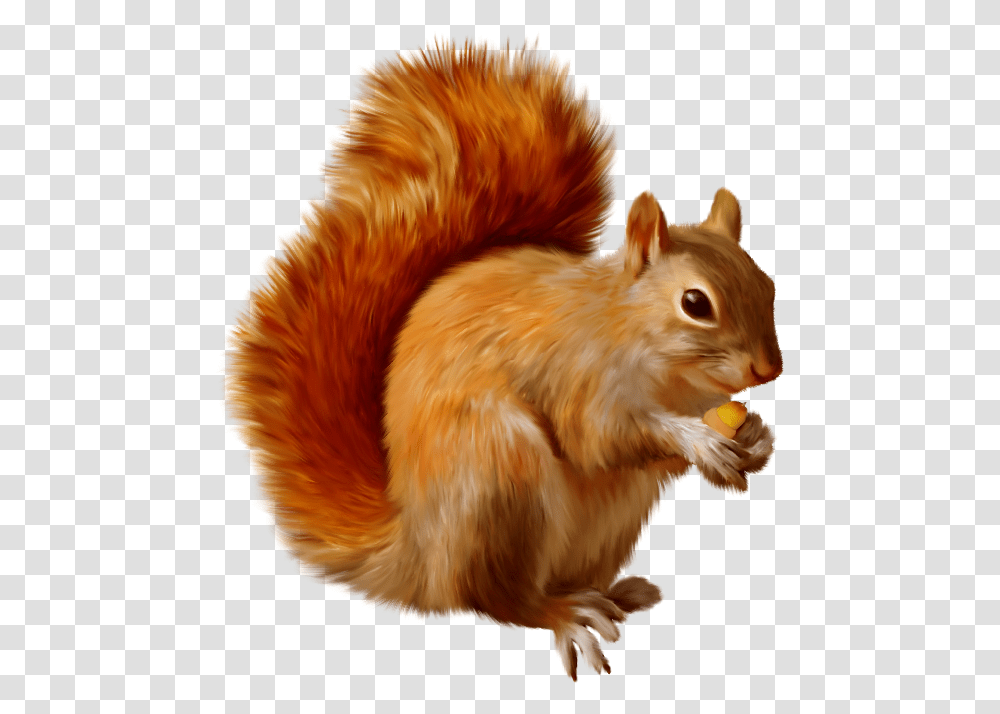 Squirrel Clipart M Squirrel Clipart, Chicken, Poultry, Fowl, Bird Transparent Png