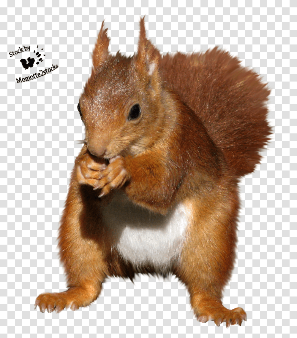 Squirrel Clipart Red Squirrel Cut Out, Rodent, Mammal, Animal, Rat Transparent Png