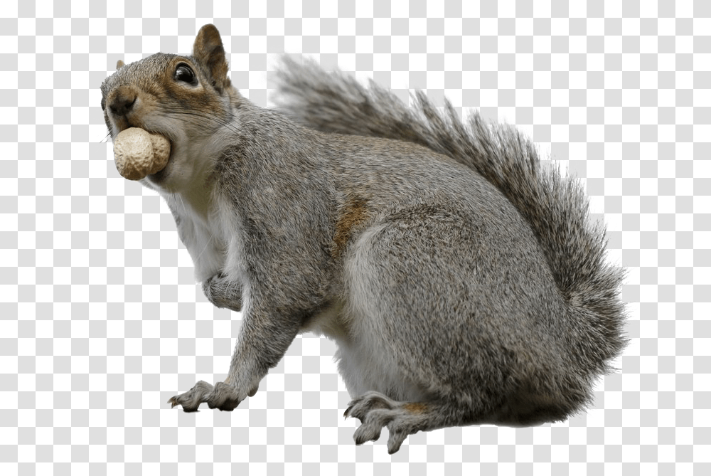 Squirrel Download Image Fox Squirrel, Rodent, Mammal, Animal Transparent Png