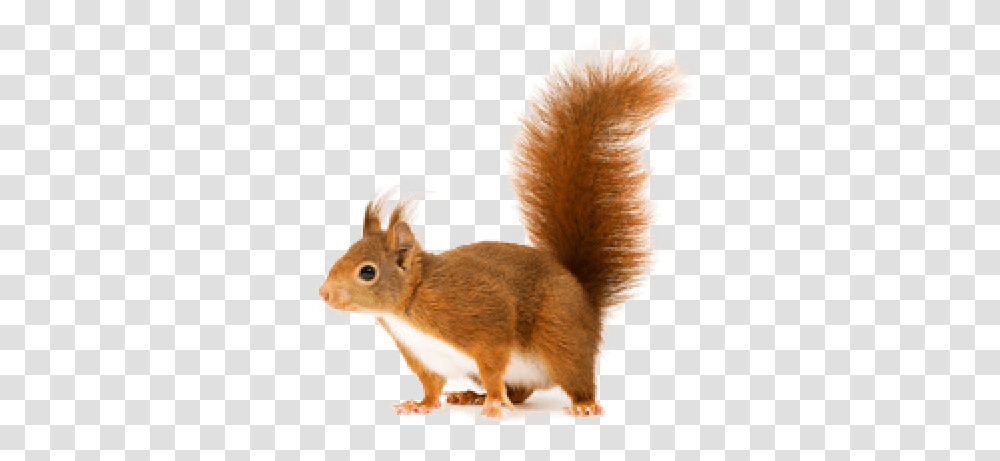 Squirrel Download Image Red Squirrel, Rodent, Mammal, Animal, Panther Transparent Png