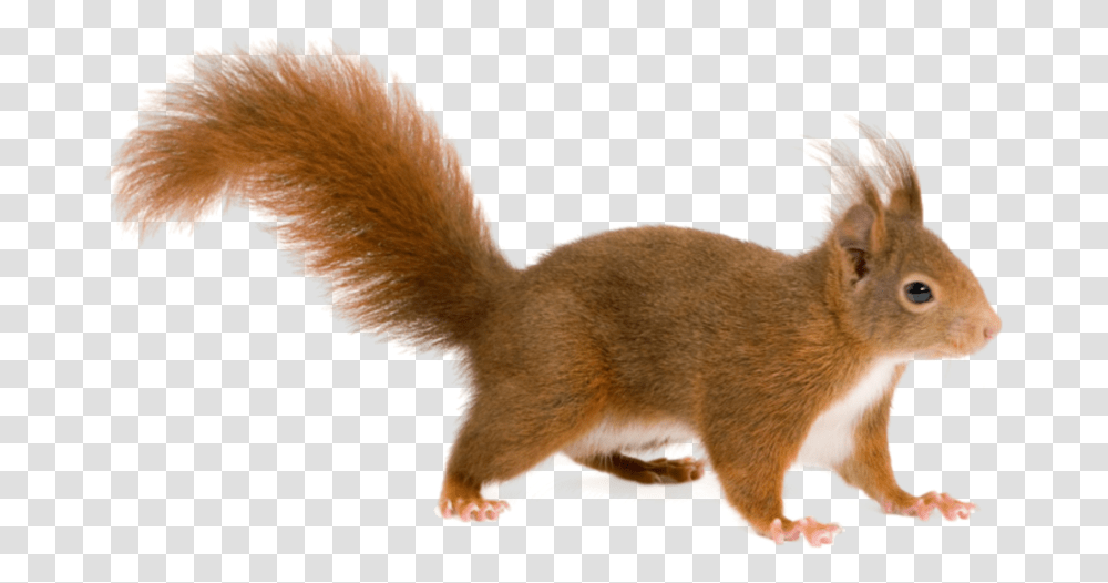 Squirrel Download, Mammal, Animal, Rodent, Cat Transparent Png