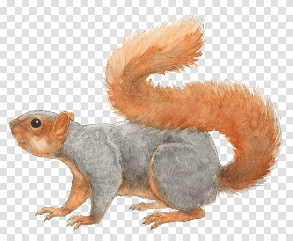 Squirrel File Fox Squirrel Illustration, Rodent, Mammal, Animal, Bird Transparent Png