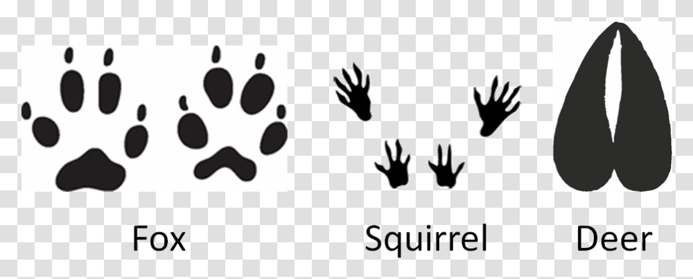 Squirrel Footprints, Hand Transparent Png