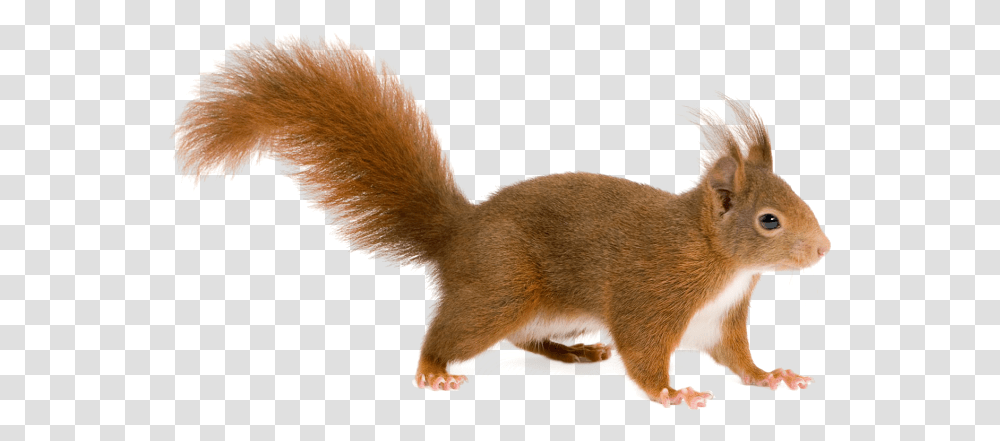 Squirrel For Free Download Background Squirrel Clipart, Mammal, Animal, Rodent, Cat Transparent Png