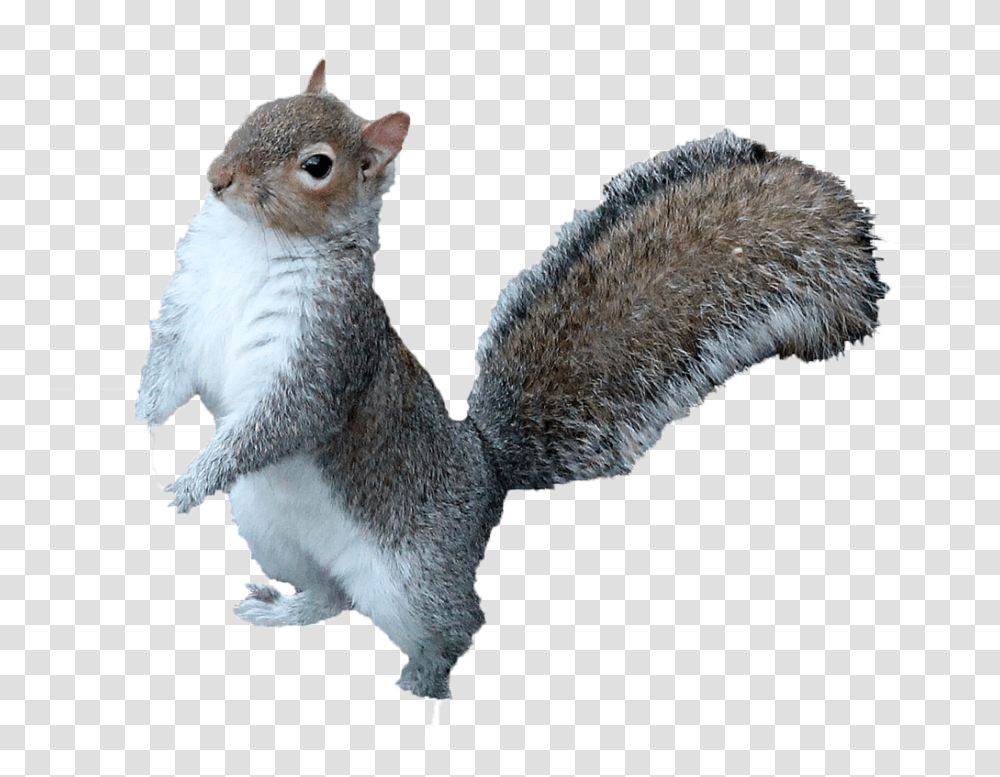 Squirrel Free Download Squirrel, Rodent, Mammal, Animal, Cat Transparent Png