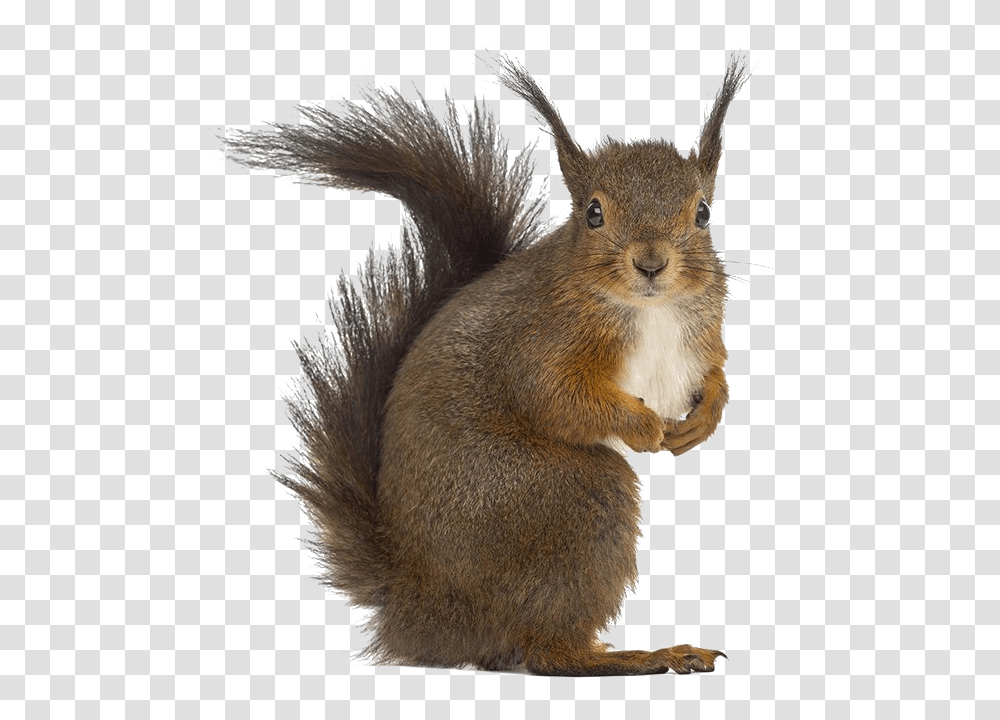 Squirrel Free Download Squirrel White Background, Rodent, Mammal, Animal, Rat Transparent Png
