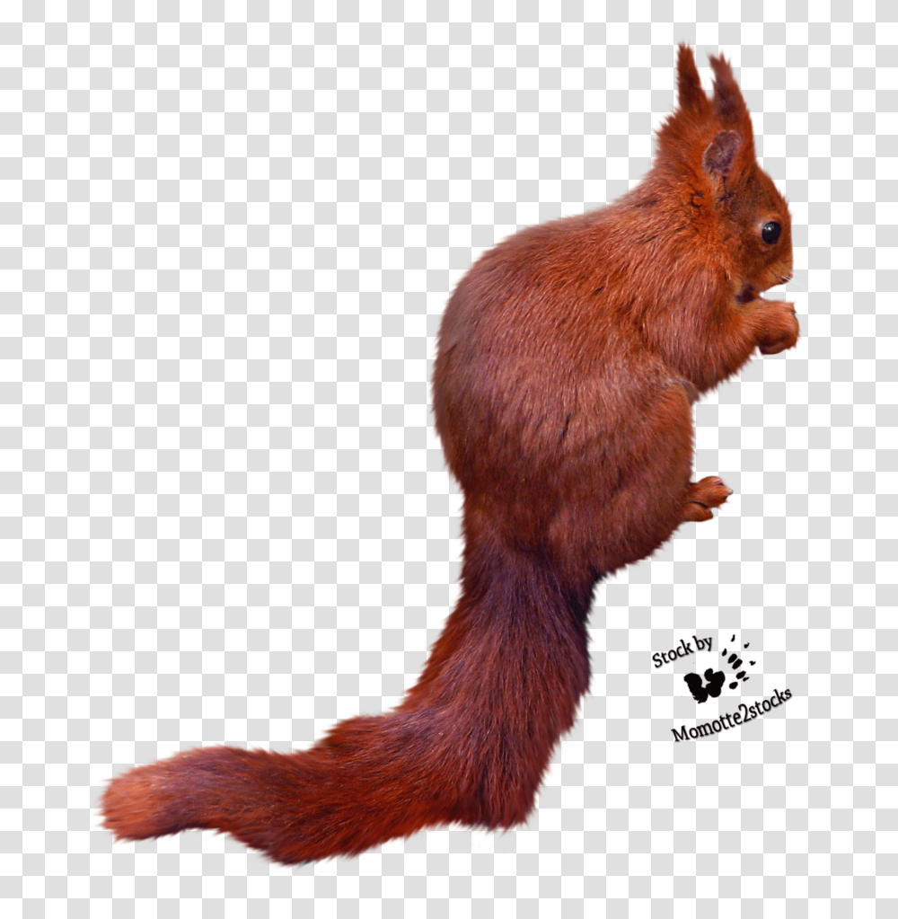 Squirrel Free Images Download Squirrel Cut Out, Rodent, Mammal, Animal, Bird Transparent Png