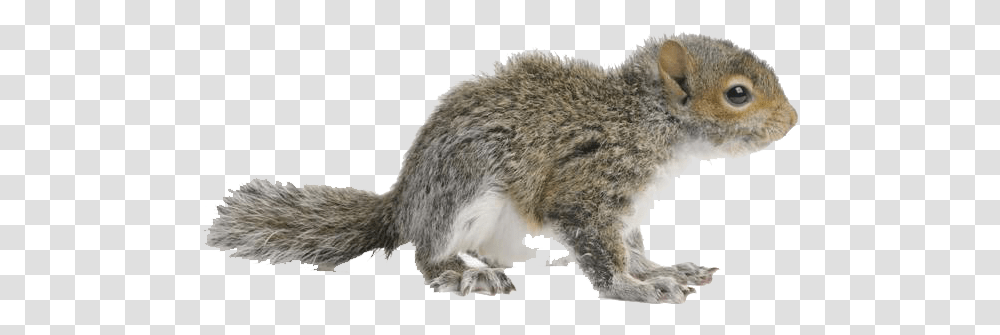 Squirrel Free Images Eastern Gray Squirrel, Animal, Mammal, Rat, Rodent Transparent Png