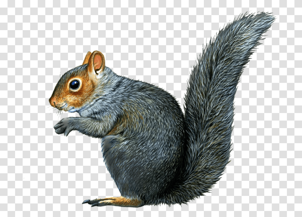 Squirrel Gray Squirrel Drawing, Bird, Animal, Rodent, Mammal Transparent Png