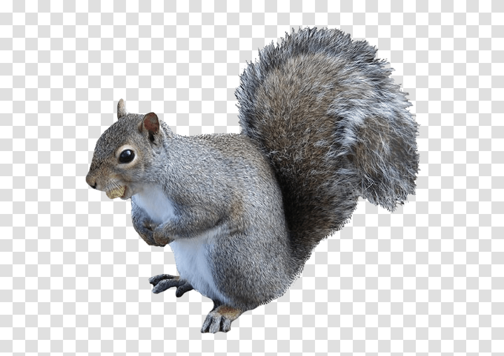 Squirrel High Grey Squirrel Background, Rodent, Mammal, Animal, Rat Transparent Png