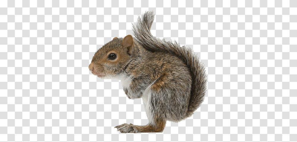 Squirrel Icon Squirrel, Rodent, Mammal, Animal, Rat Transparent Png