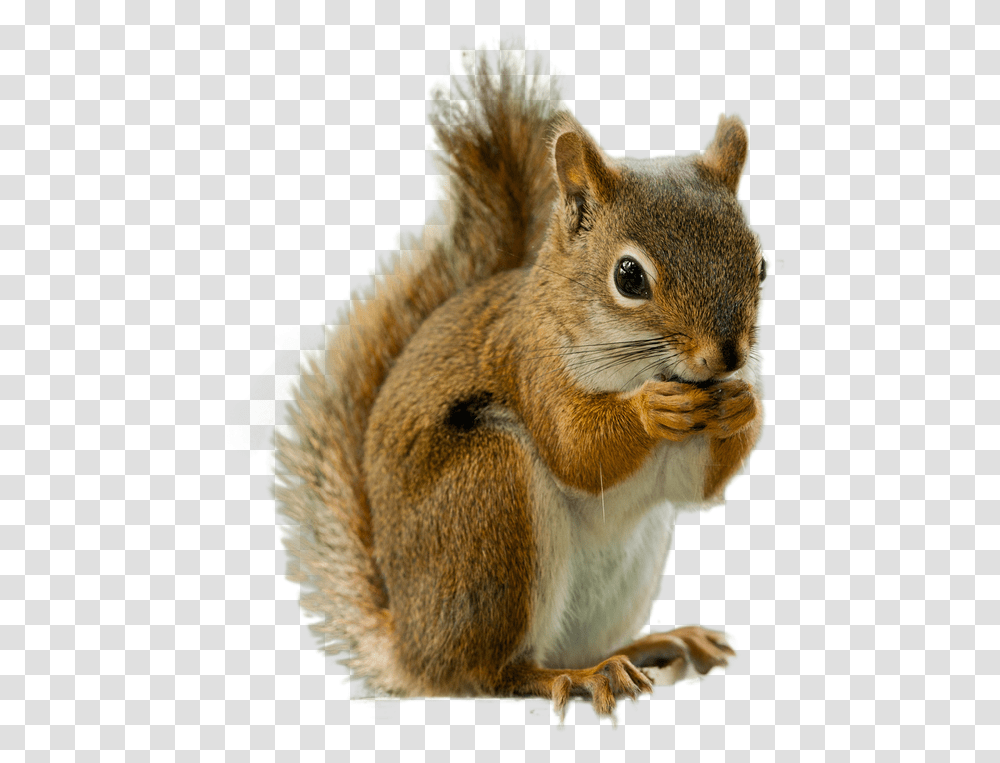 Squirrel Image Background Squirrel, Mammal, Animal, Cat, Pet Transparent Png