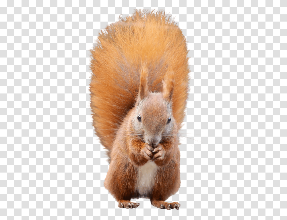 Squirrel Image Eurasian Red Squirrel, Rodent, Mammal, Animal, Rat Transparent Png