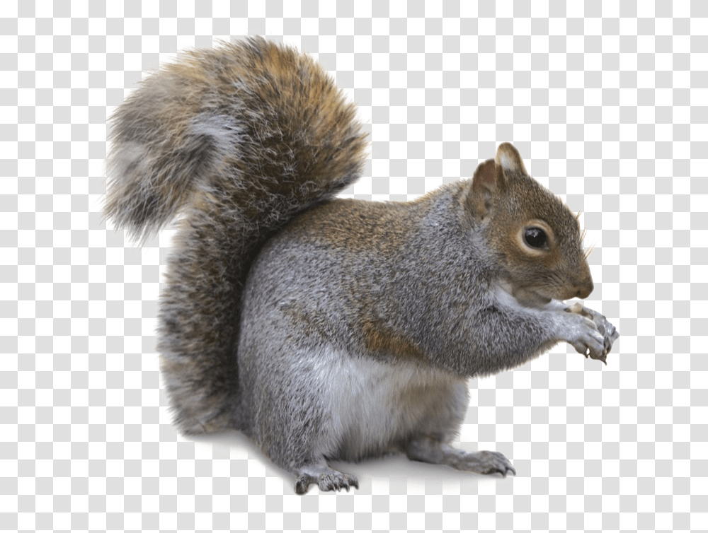 Squirrel Image Gray Squirrel, Rat, Rodent, Mammal, Animal Transparent Png