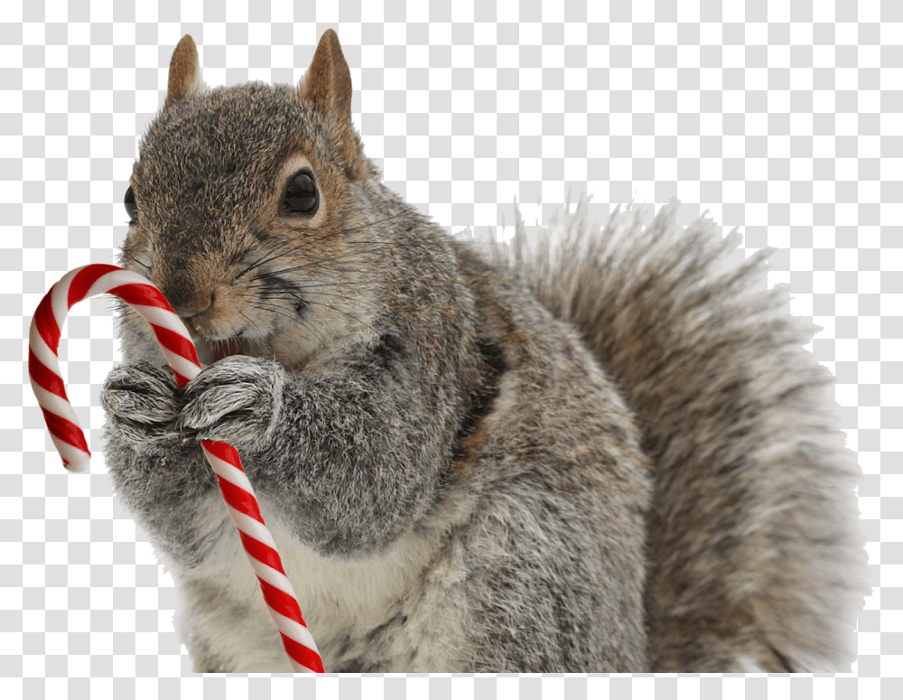 Squirrel Image Squirrel With Candy Cane, Mammal, Animal, Rodent, Cat Transparent Png