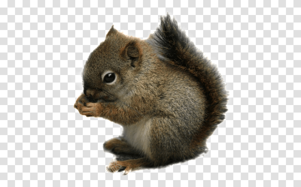 Squirrel Images Chipmunk, Mammal, Animal, Cat, Pet Transparent Png