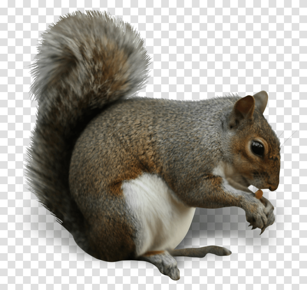 Squirrel Insect Nut Eating Cashew Types Of Squirrels In Uk, Rodent, Mammal, Animal, Rat Transparent Png