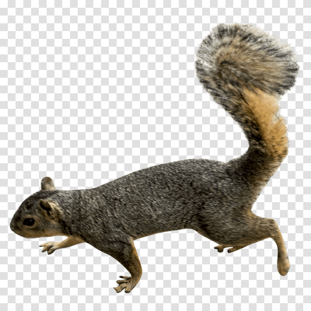 Squirrel Left Squirrel, Animal, Mammal, Rodent Transparent Png