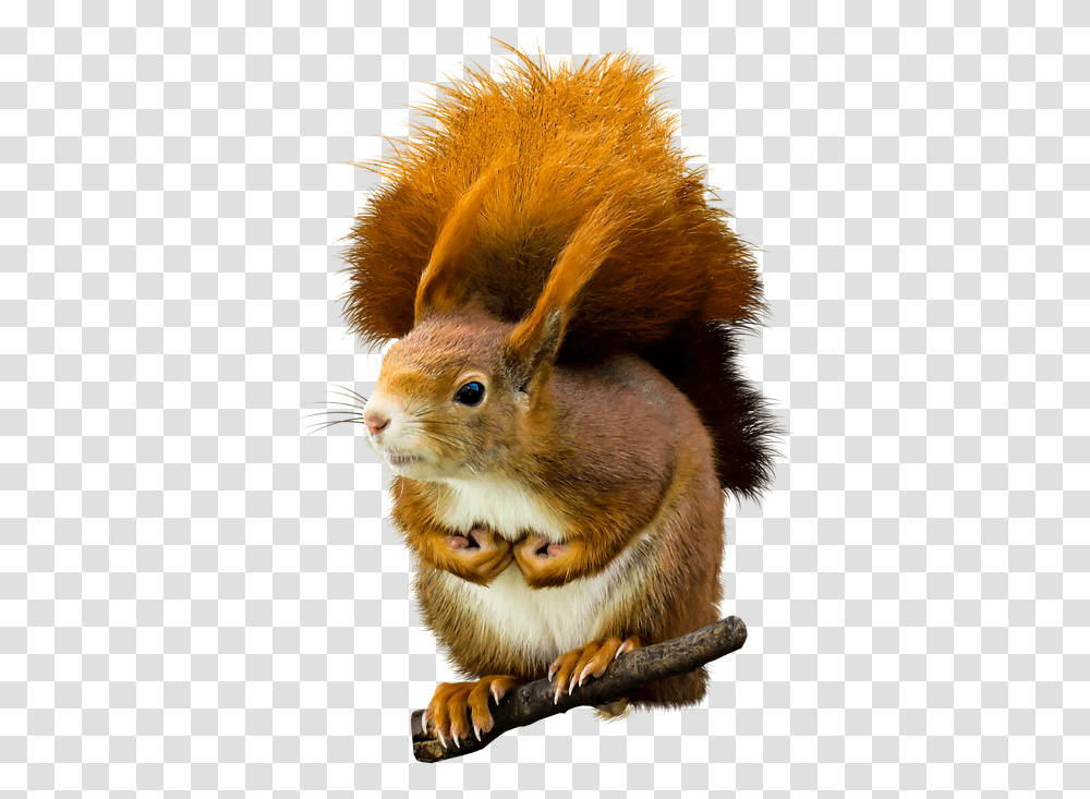 Squirrel, Mammal, Animal, Rodent, Cat Transparent Png