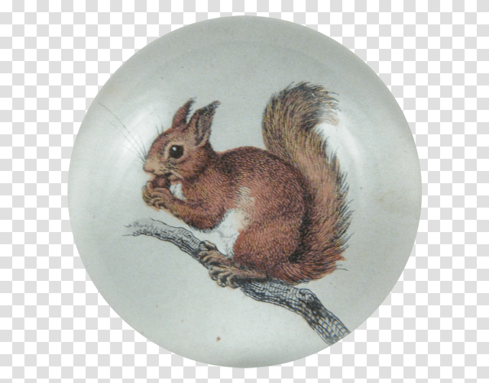 Squirrel, Mammal, Animal, Rodent, Cat Transparent Png