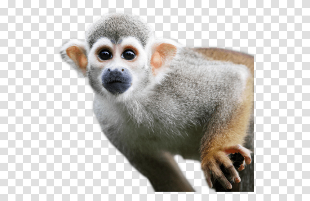Squirrel Monkey Background, Wildlife, Mammal, Animal, Baboon Transparent Png