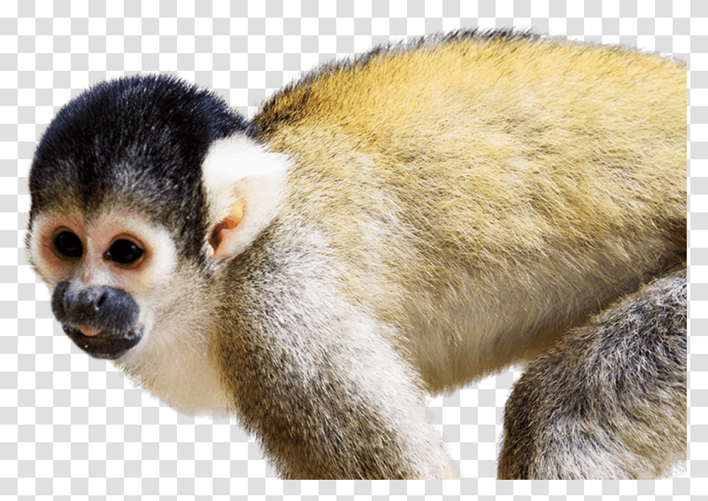 Squirrel Monkey Squirrel Monkey Facts, Wildlife, Mammal, Animal, Bear Transparent Png