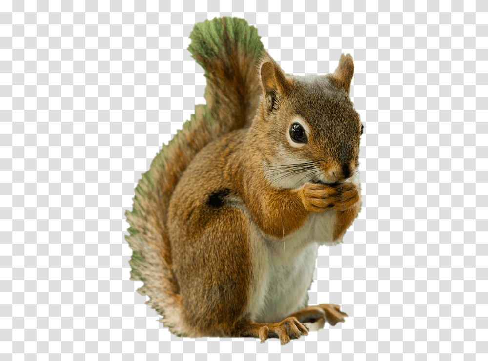 Squirrel Photos Squirrel, Rodent, Mammal, Animal, Cat Transparent Png