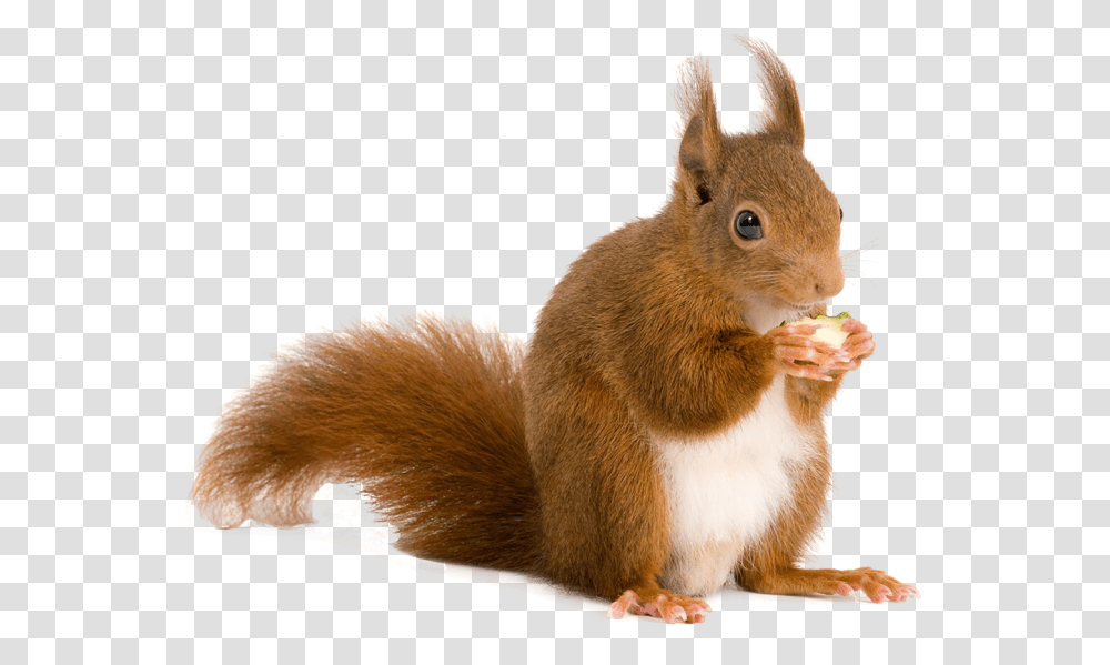 Squirrel Red Squirrel, Rodent, Mammal, Animal, Cat Transparent Png