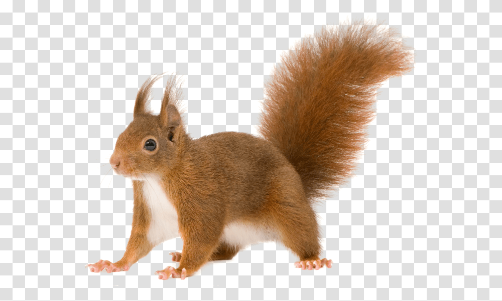 Squirrel, Rodent, Mammal, Animal, Cat Transparent Png