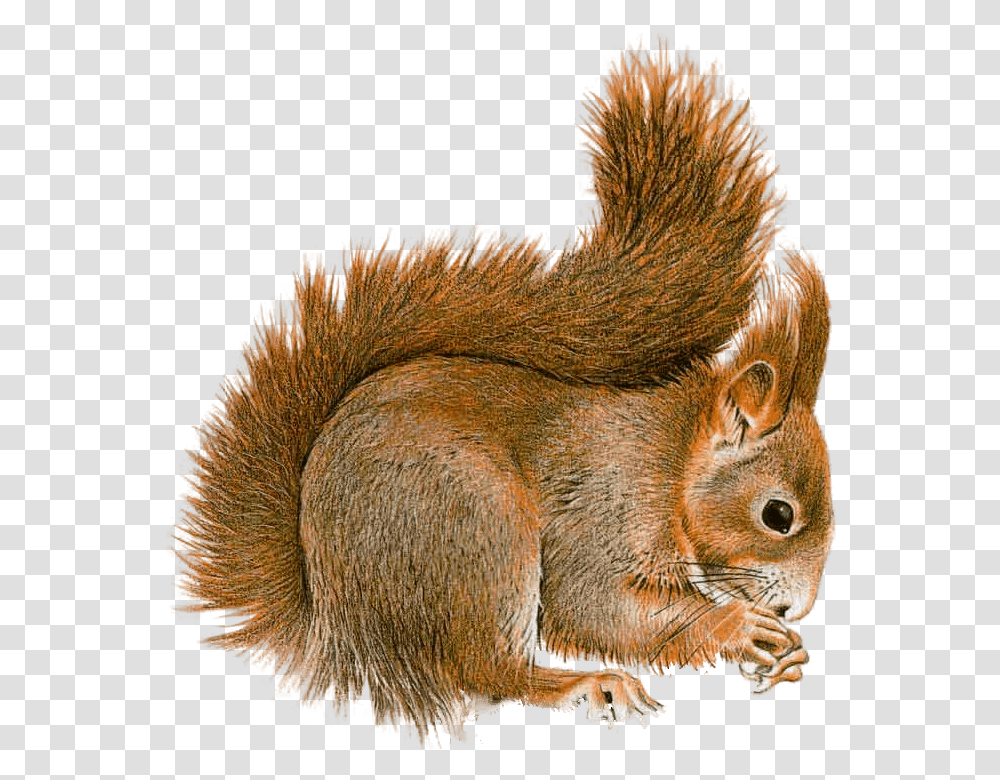Squirrel Sideview Squirrel Gif Background, Rodent, Mammal, Animal, Bird Transparent Png
