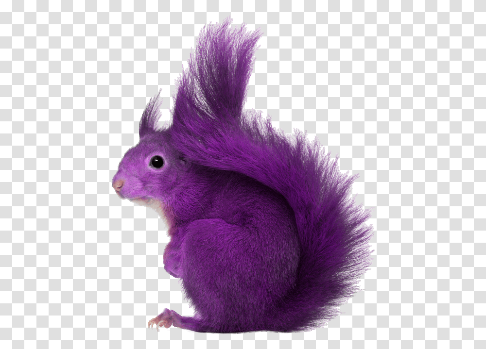 Squirrel Squirrel Purple, Bird, Animal, Rodent, Mammal Transparent Png