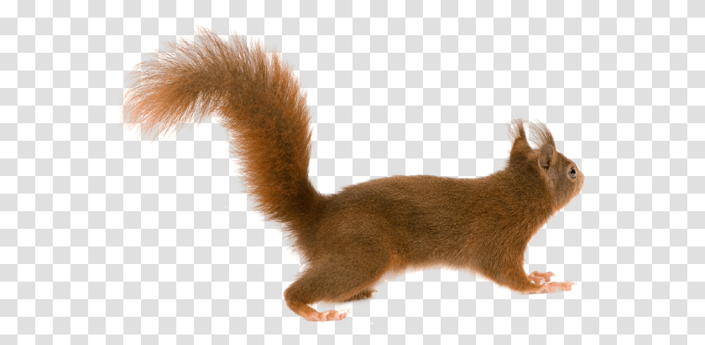 Squirrel Squirrel Tail, Animal, Mammal, Cat, Pet Transparent Png
