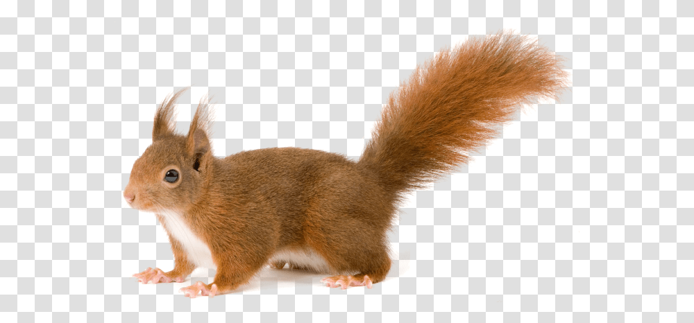 Squirrel Squirrel With Clear Background, Rodent, Mammal, Animal, Cat Transparent Png