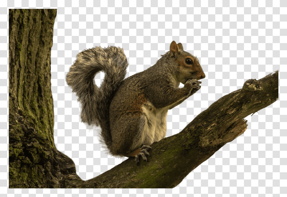 Squirrel Stickpng Squirrel In Tree, Rodent, Mammal, Animal, Bear Transparent Png