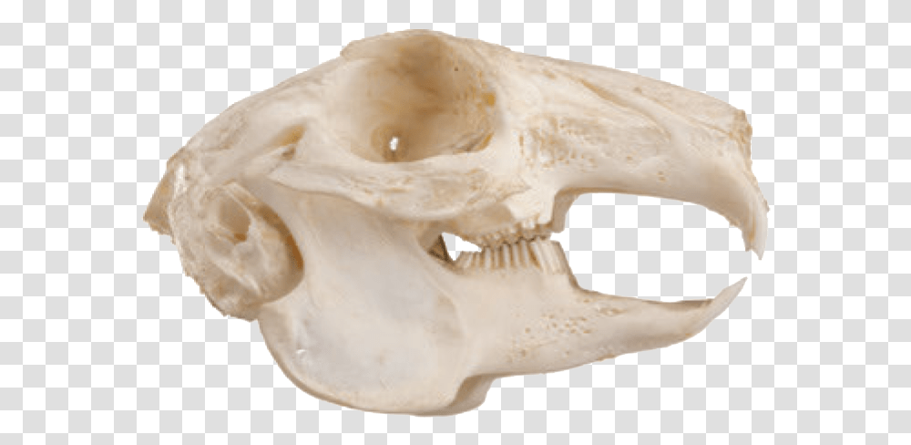 Squirrel Teeth Skull, Jaw, Fungus, Mouth, Lip Transparent Png